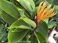 burbidgea-golden-brush