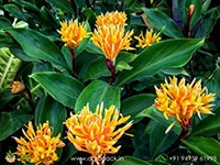 burbidgea-scheizocheila