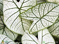 caladium-allure
