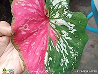 caladium-doble-cara