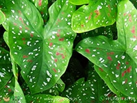 caladium-florida-clown