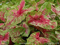 caladium-raspberry-moon
