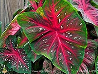 caladium-red-flash