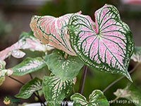 caladium-bicolor