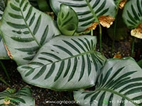 calathea-bella-carlina