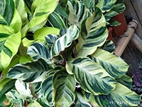 calathea-electric-shock