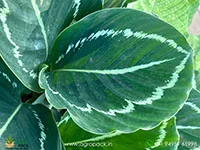 Calathea-Green-Lipstick6
