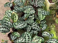 Calathea-Helen-Kennedy5