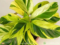 calathea-lietzei-fusion-yellow