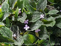 calathea-peacock-ginger