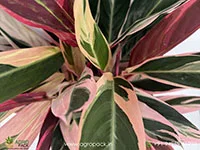 Calathea-Stromanthe-sanguinea-Triostar3