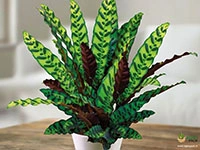 calathea-lancifolia