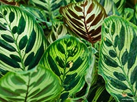 calathea-makoyana