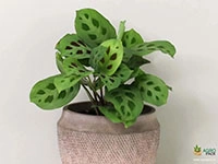 calathea-maranta-kerchoveana