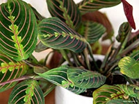 calathea-maranta-leuconeura-red-vein