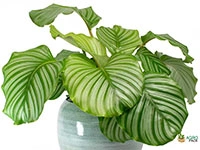 calathea-orbifolia