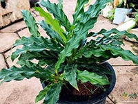 calathea-rufibarba-green
