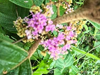 callicarpa-formosana