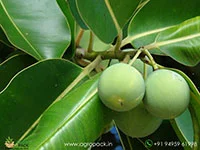 Calophyllum-inophyllum5
