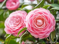 camellia