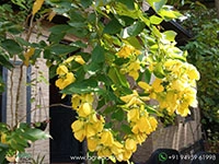 canadian-golden-shower