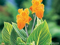 canna-variegated-green
