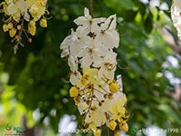 Cassia-fistula-Safed-Amaltas-White-Shower5