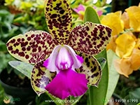Cattleya-Green-Emerald-Orchid3