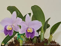 cattleya-hiroshima-melody-blue-genie-orchid