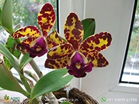 cattleya-jungle-eyes