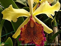 cattleya-dowiana-×-sib-orchid