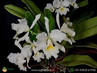 cattleya-labiata-var-alba-orchid