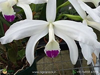 cattleya-perrinii-var.-coerulea-orchid