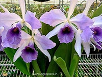 cattleya.-c.-g.-roebling-blue-indigo
