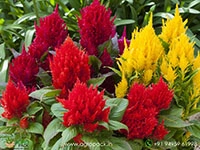 celosia