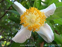 Ceylon-ironwood-Mesua-ferrea3