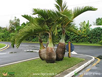Champagne-palm-Hyophorbe-indica1
