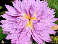 champu-patra-tropical-water-lilly