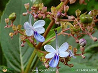 cheruthekku-clerodendrum-serratum