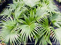 chinese-fan-palm