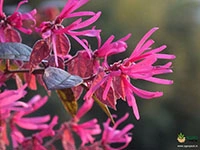 Chinese-Fringe-Flower3