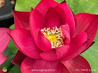 chinese-red-shanghai-lotus