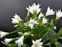 christmas-cactus-white