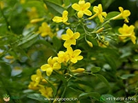 chrysojasminum-humile-yellow-jasmine