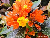 chrysothemis-pulchella-black-flamingo