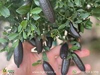 citrus-australasica-finger-lime