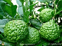 citrus-hystrix-kaffir-lime