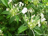Clerodendrum-incisum-Musical-Note6