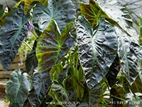 colocasia-aloha