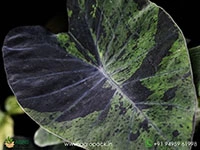 colocasia-black-marble